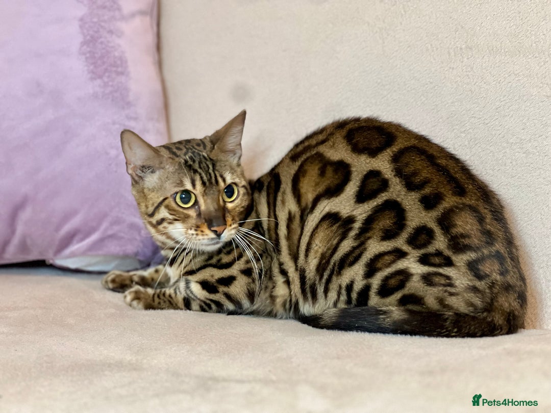 Bengal cats for sale: Bengal Queen  - Advert 26