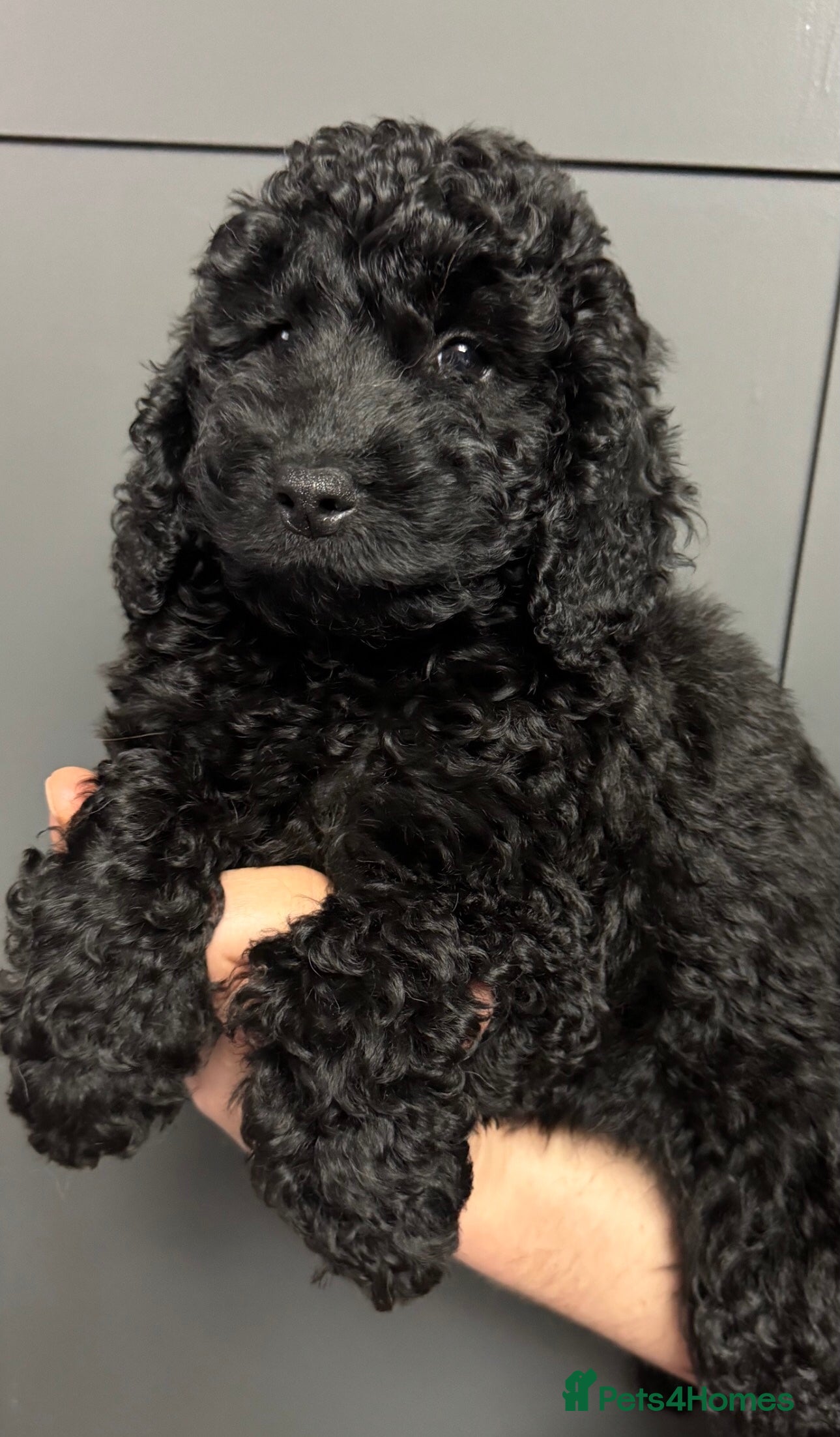 Cockapoo dogs Cockapoo puppies ready now full vacs/health tested - Advert 4