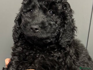 Cockapoo dogs Cockapoo puppies ready now full vacs/health tested - Advert 7