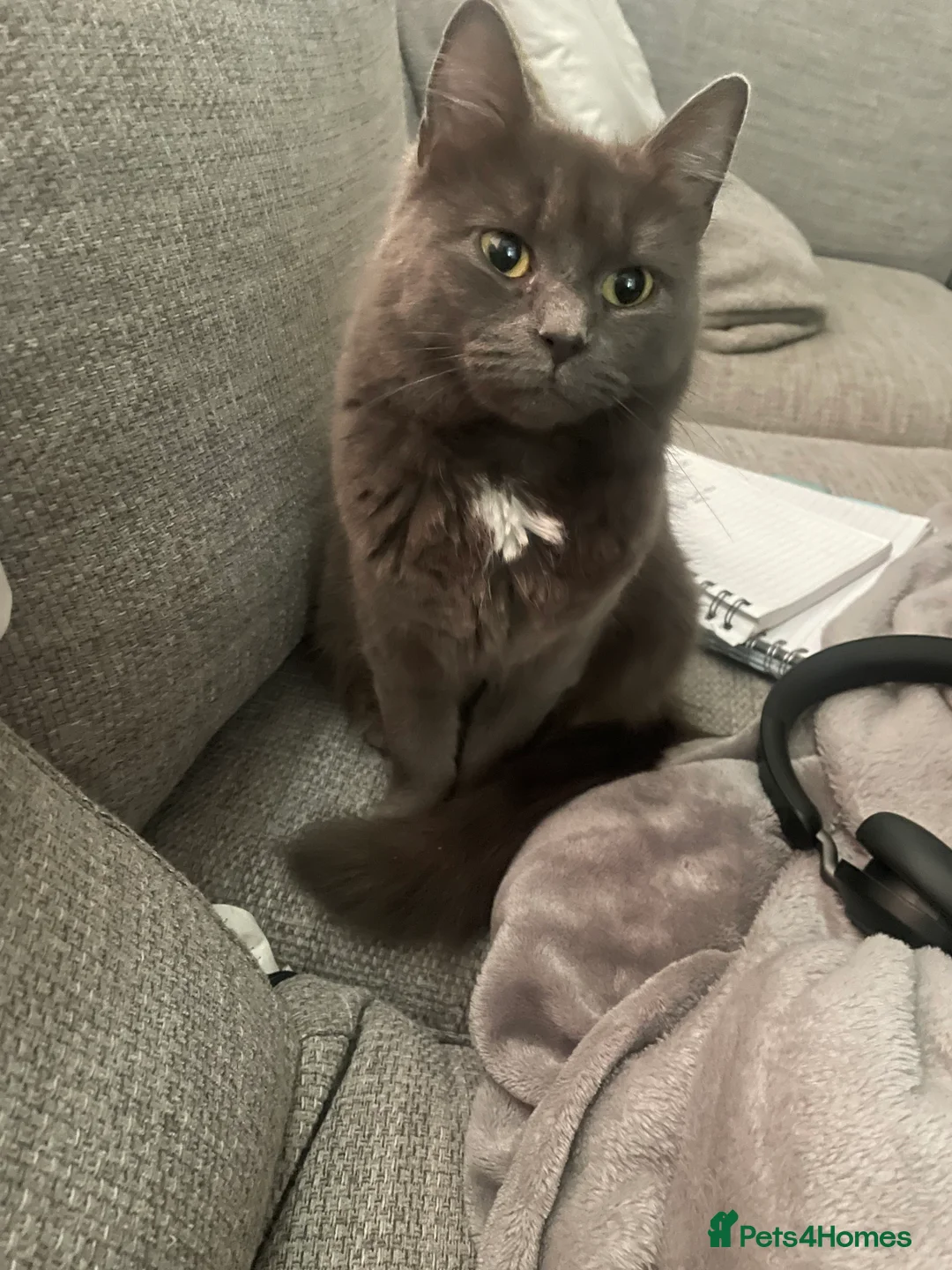 Mixed Breed cats for sale: Beautiful blue boy for sale  - Advert 11