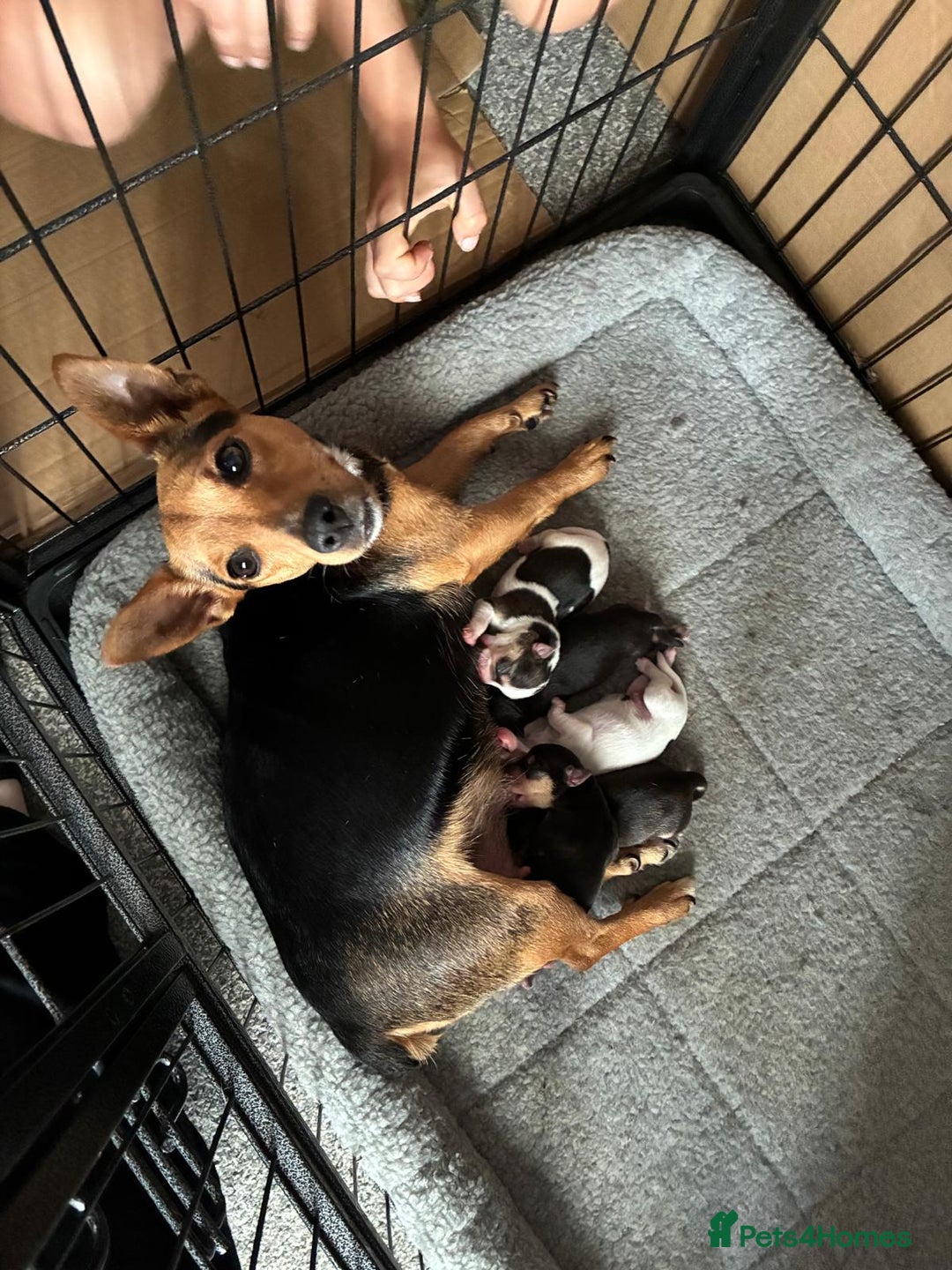 Jack Russell dogs for sale: Jack Russell’s looking for forever homes - Image 10