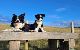 Border Collie dogs for sale: WORKING BORDER COLLIE PUPS - Image 7