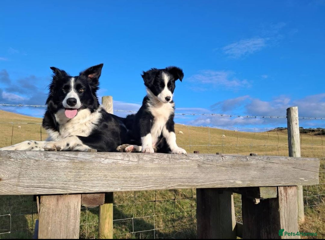 Border Collie dogs for sale: WORKING BORDER COLLIE PUPS - Image 7