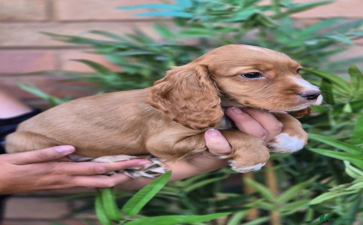 Cocker Spaniel dogs - Advert 4