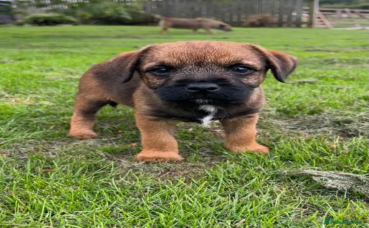 Border Terrier dogs - Advert 2