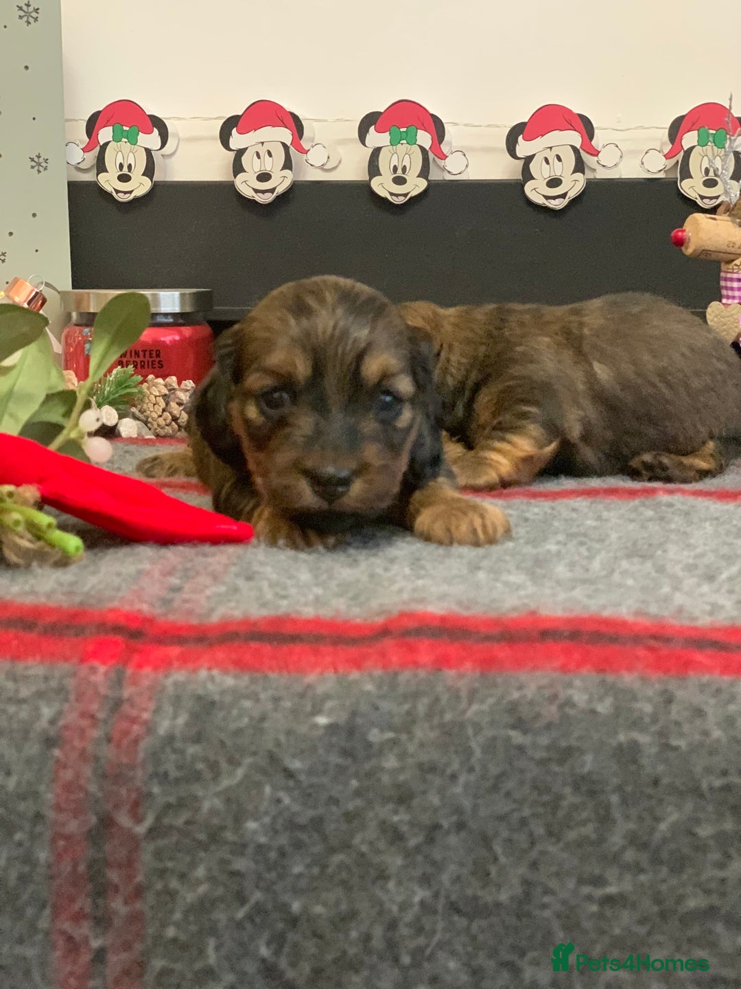 Miniature Dachshund dogs for sale: KC Registered true to type Longhaired mini’s - Advert 17