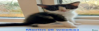 Maine Coon 2