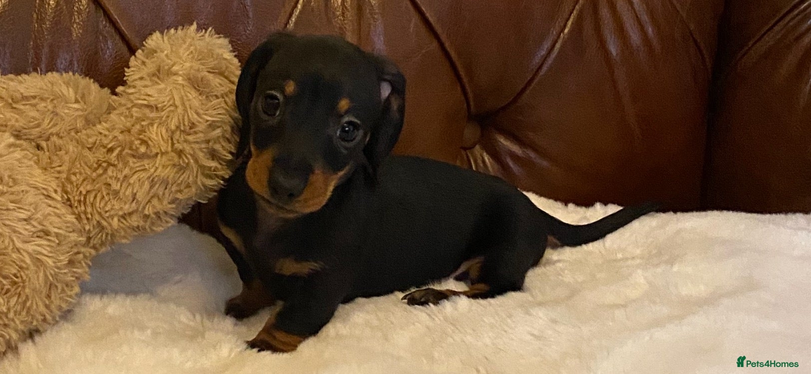 Miniature Dachshund dogs Adorable kc reg PRA clear miniature dachshunds  - Advert 1