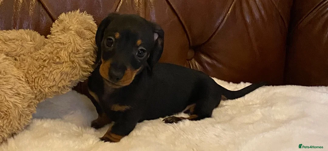 Miniature Dachshund dogs for sale: Adorable kc reg PRA clear miniature dachshunds  - Advert 1