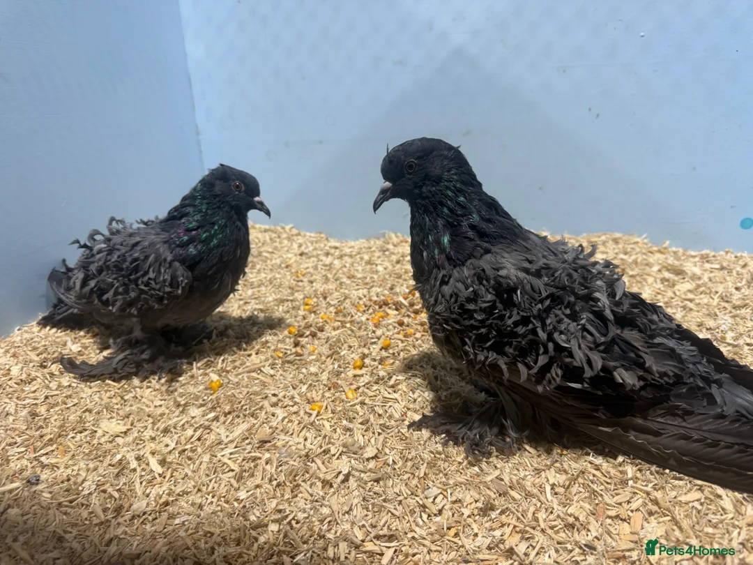 Pigeons birds for sale: Frillback pigeons for sale  - Advert 5
