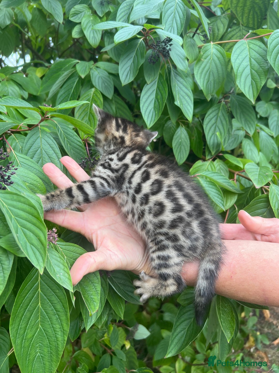 Bengal cats for sale: Tica registered baby Bengal Boys  - Image 12