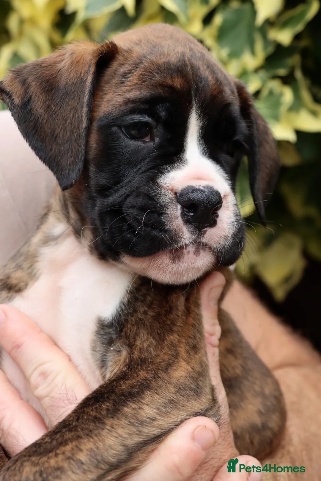 Boxer dogs for sale: *** Beautiful Brindle & White puppy *** - Advert 5