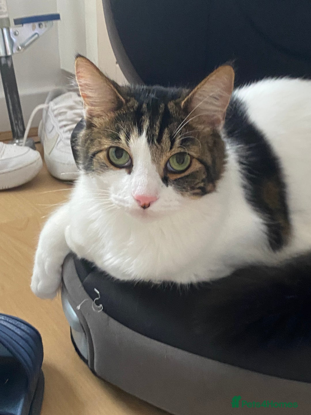 Mixed Breed cats for sale: Much loved 2 year old boy cat - Advert 4