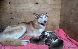 Siberian Husky dogs for sale: Beautiful Siberian Huskies - Image 10