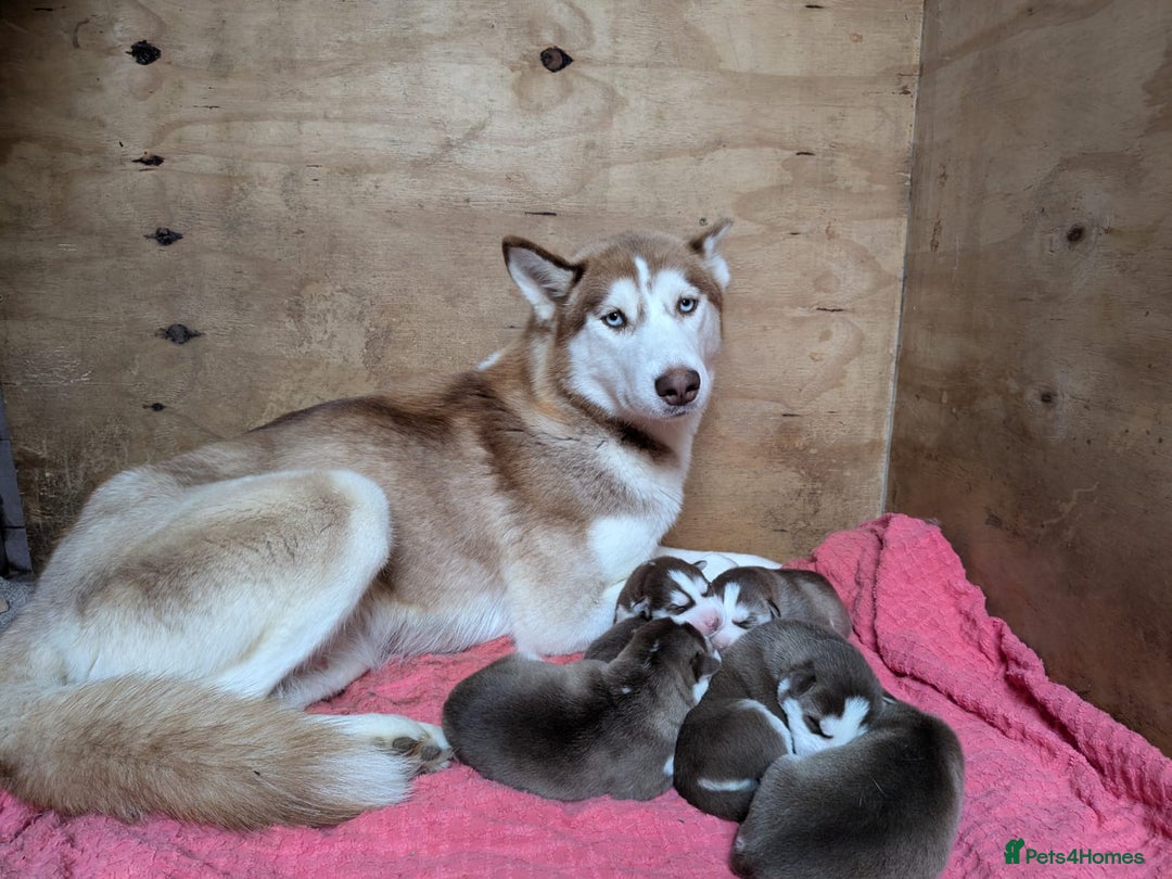 Siberian Husky dogs for sale: Beautiful Siberian Huskies - Image 10