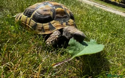 Tortoise reptiles for sale: 🐢 Male Tortoise (5–6yrs) + Full Setup Included 🐢 - Image 2