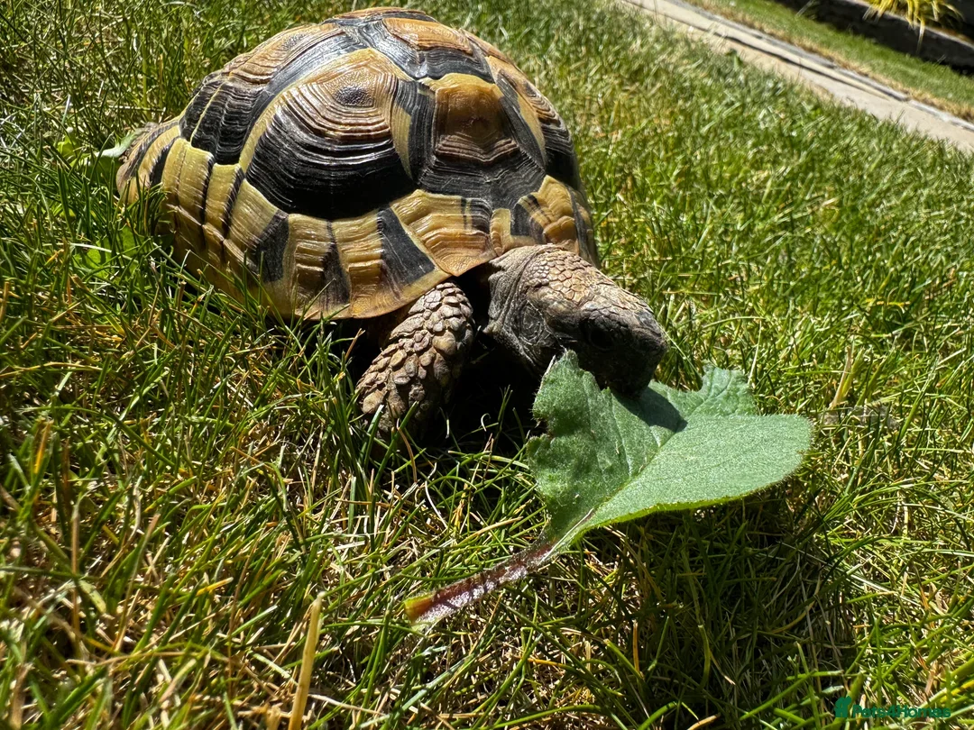Tortoise reptiles for sale: 🐢 Male Tortoise (5–6yrs) + Full Setup Included 🐢 - Image 2