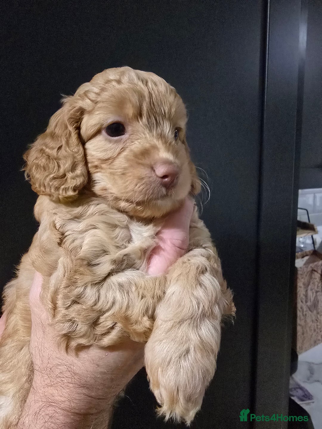 Cockapoo dogs for sale: F1 cockapoo puppies - extensive health tests - Advert 25