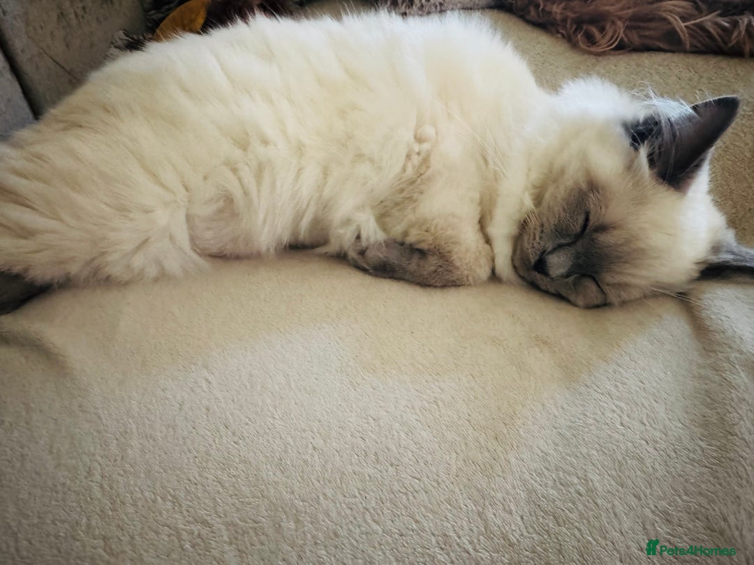 Ragdoll cats for sale: Beautiful Ragdoll - Advert 5