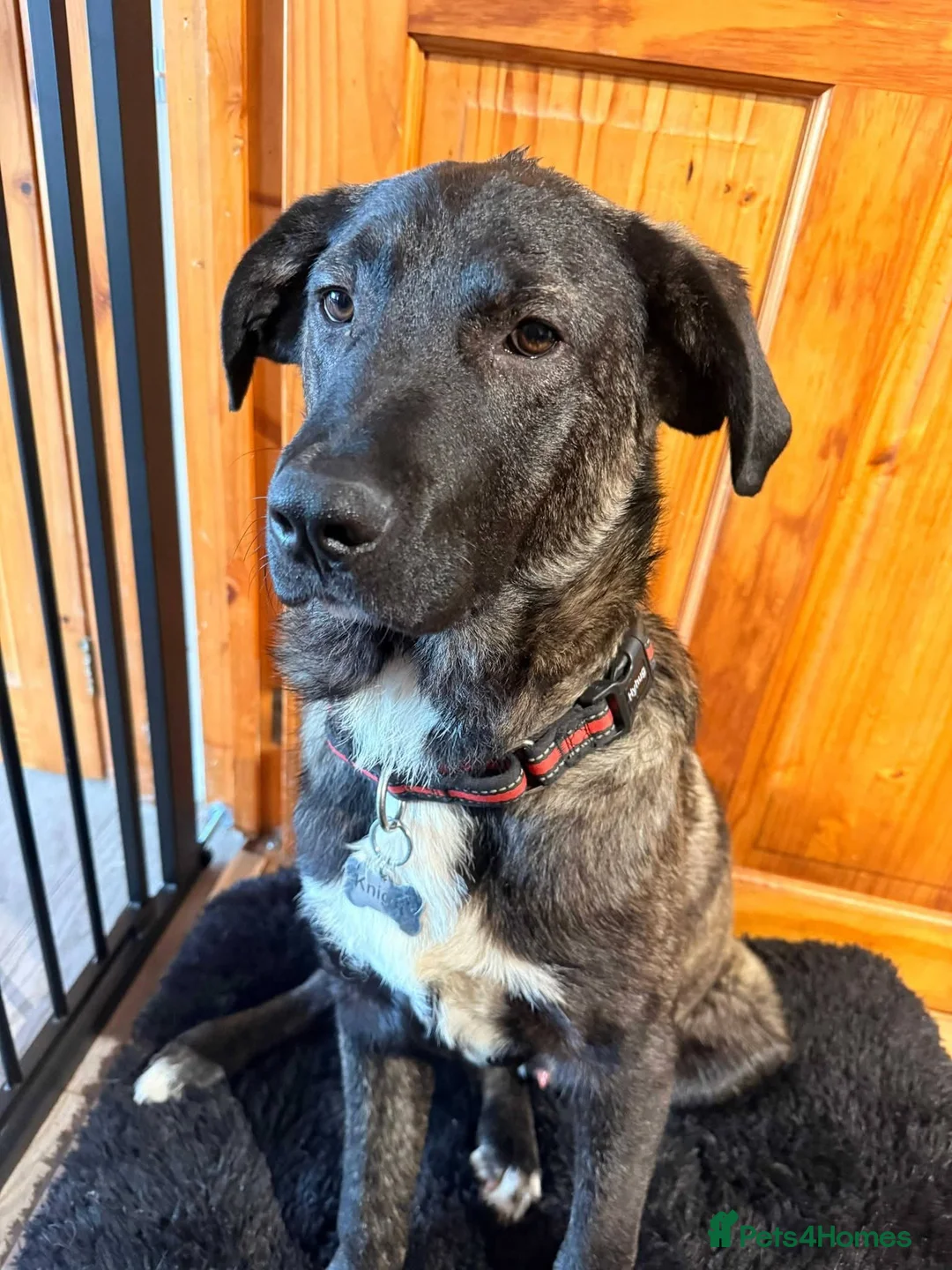 Mixed Breed dogs for adoption: Meet Knight,currently residing in Essex in Romford - Advert 2