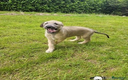 Irish Wolfhound dogs for sale: Irishwolfhounds for sale - Image 8