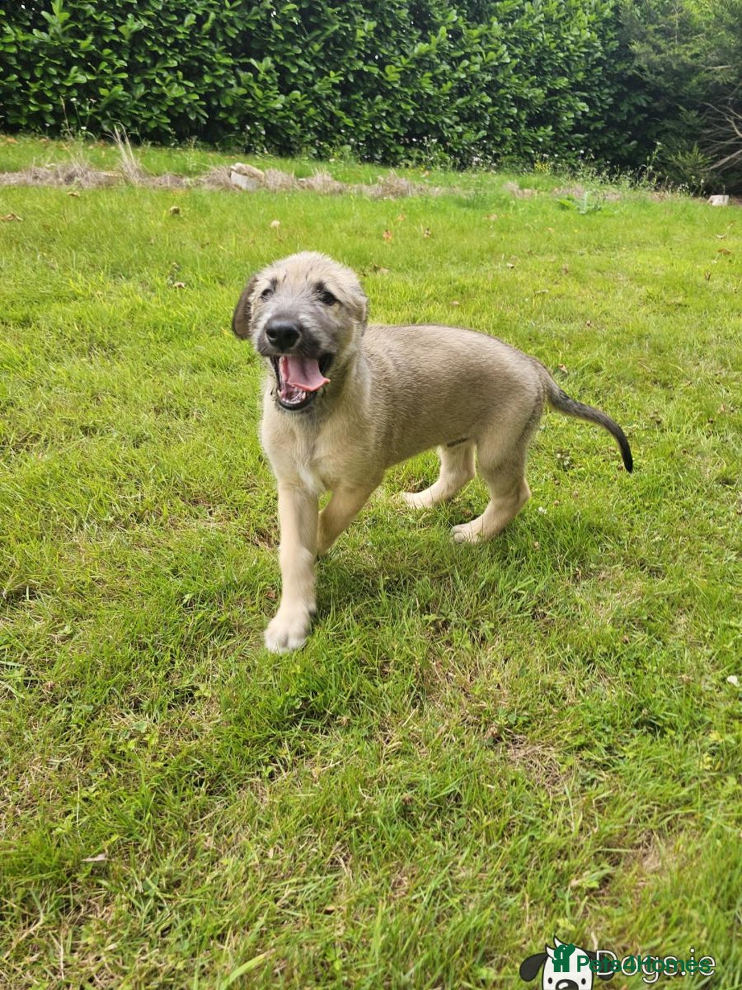 Irish Wolfhound dogs for sale: Irishwolfhounds for sale - Image 8