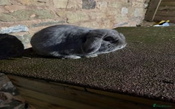 Mini Lop rabbits for sale: Lilac self buck chocolate harli female mini lops  - Advert 6