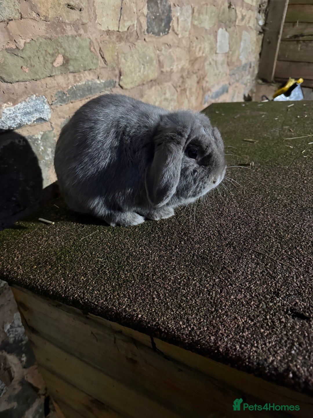 Mini Lop rabbits for sale: Lilac self buck chocolate harli female mini lops  - Advert 6