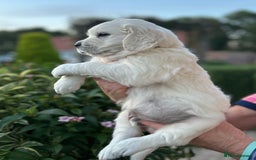 Golden Retriever dogs for sale: 1 Male Puppy Available  - Image 5