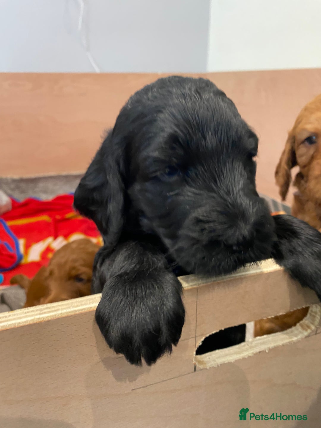 Irish Doodle dogs for sale: Irish doodle/ labradoodle - Image 28