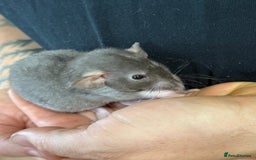 Rat rodents for sale: Gorgeous Dumbo Rex boys and girls. Babies.  - Image 6