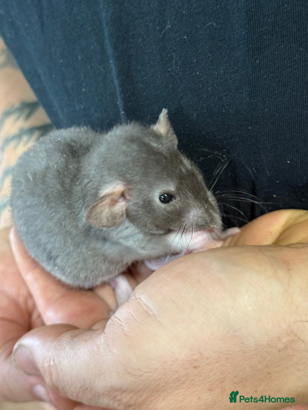 Rat rodents for sale: Gorgeous Dumbo Rex boys and girls. Babies.  - Image 6