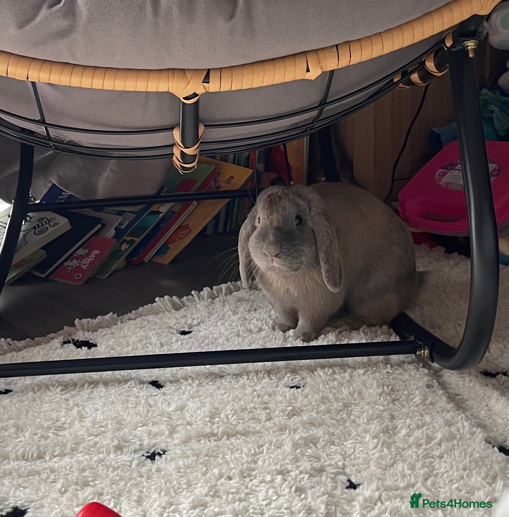 Mini Lop rabbits Indoor Rabbit - Tobi - Advert 1