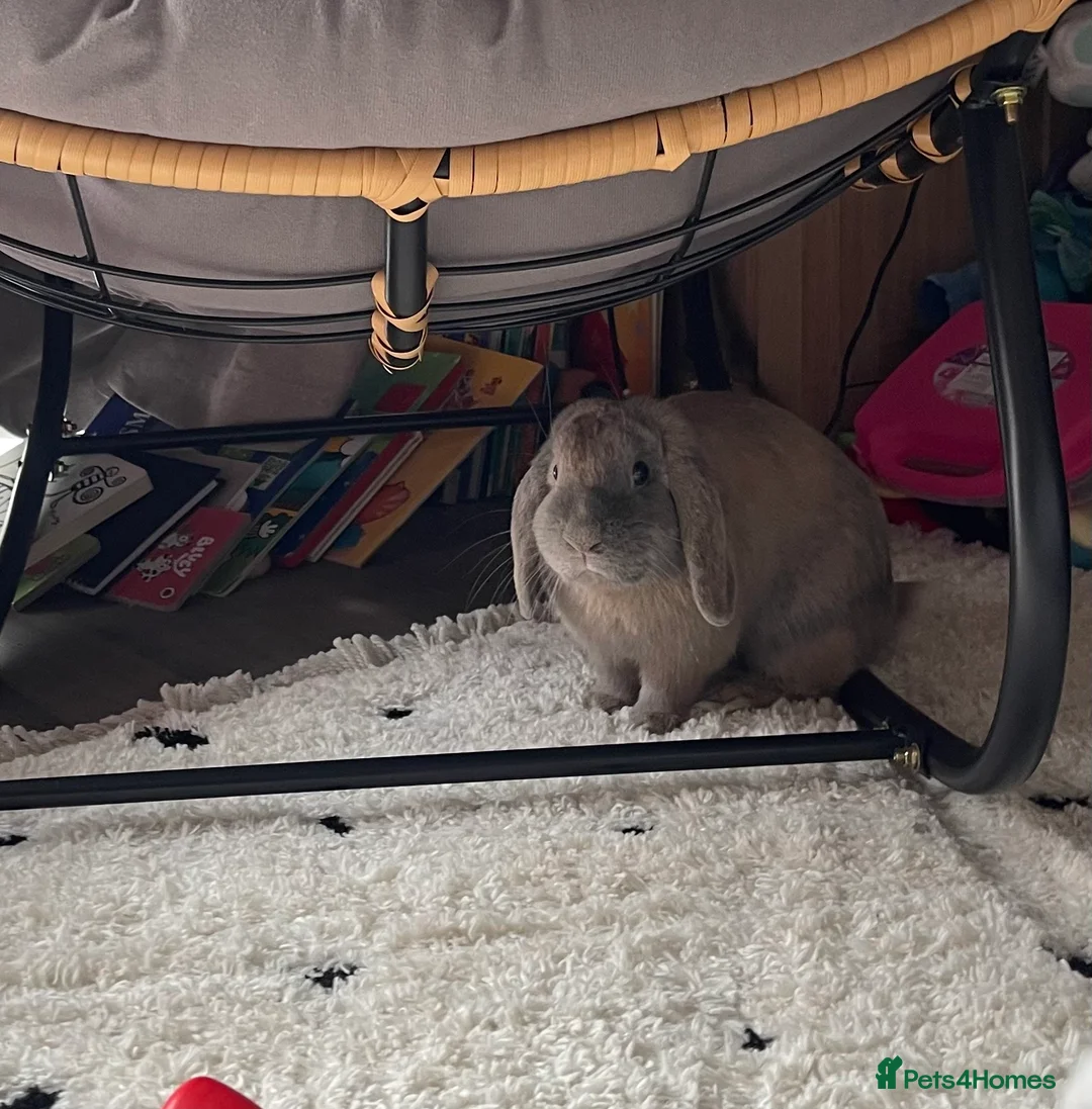 Mini Lop rabbits for sale: Indoor Rabbit - Tobi - Advert 1