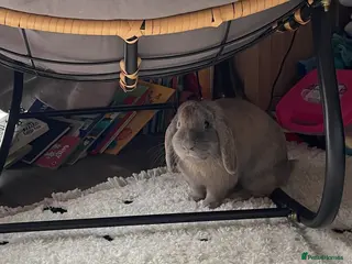 Mini Lop rabbits Indoor Rabbit - Tobi - Advert 1