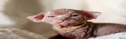 Sphynx cats for sale: Beautiful Pedigree Sphynx Kittens  - Advert 34