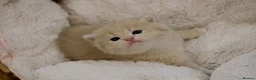 British Shorthair cats for sale: Stunning BSH golden kittens TICA  - Advert 12