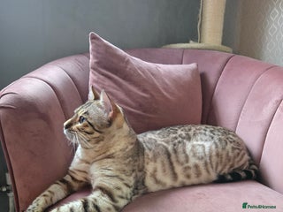 Bengal cats Proven Snow Bengal for studd in Southampton - Advert 11