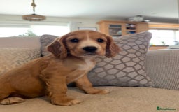 Cocker Spaniel dogs for sale: Stunning Litter KC Reg Show Cocker Spaniel Puppies - Image 10