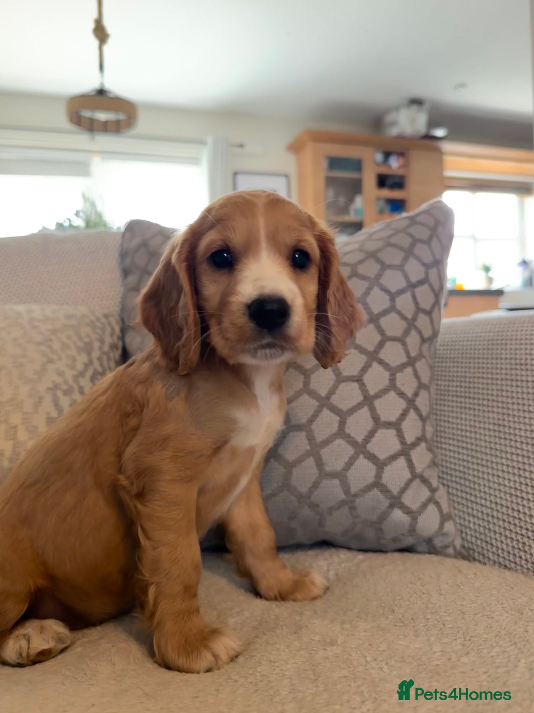 Cocker Spaniel dogs for sale: Stunning Litter KC Reg Show Cocker Spaniel Puppies - Image 10