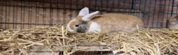 Mini Lop rabbits for sale: Gorgeous, friendly, ginger mini lop boys ready now - Advert 9