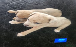 Jack Russell dogs for sale: Jack russell puppy's  - Image 7