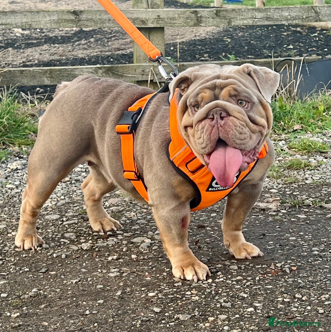 English Bulldog dogs for sale: QUALITY ENGLISH BULLDOG PUPPIES - Image 14