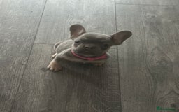 French Bulldog dogs for sale: French Bulldog Fur Babies  - Image 22