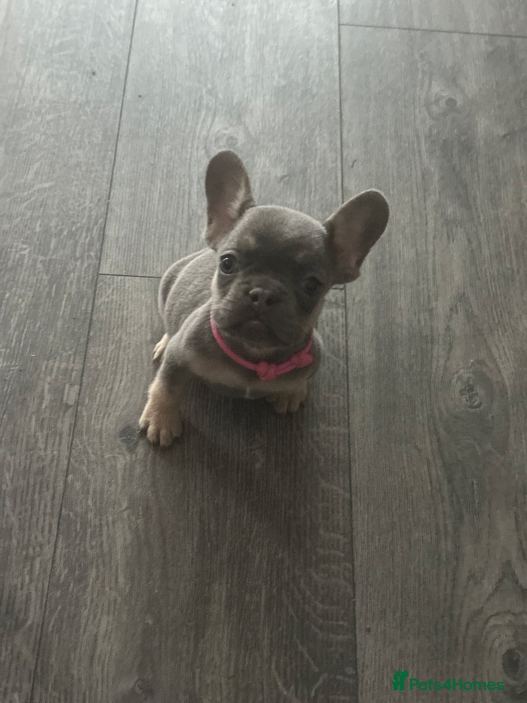 French Bulldog dogs for sale: French Bulldog Fur Babies  - Image 22
