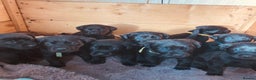 Labrador Retriever dogs for sale: Black Labrador puppy’s for sale  - Advert 1
