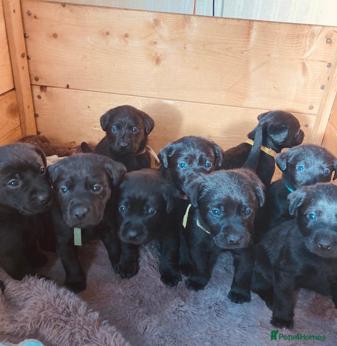 Labrador Retriever dogs for sale: Black Labrador puppy’s for sale  - Advert 1