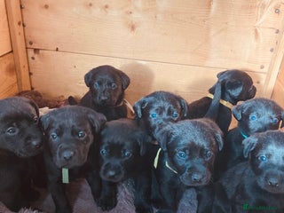 Labrador Retriever dogs Black Labrador puppy’s for sale - Advert 6