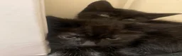 Mixed Breed cats for sale: 3  little black balls of fur - Advert 11