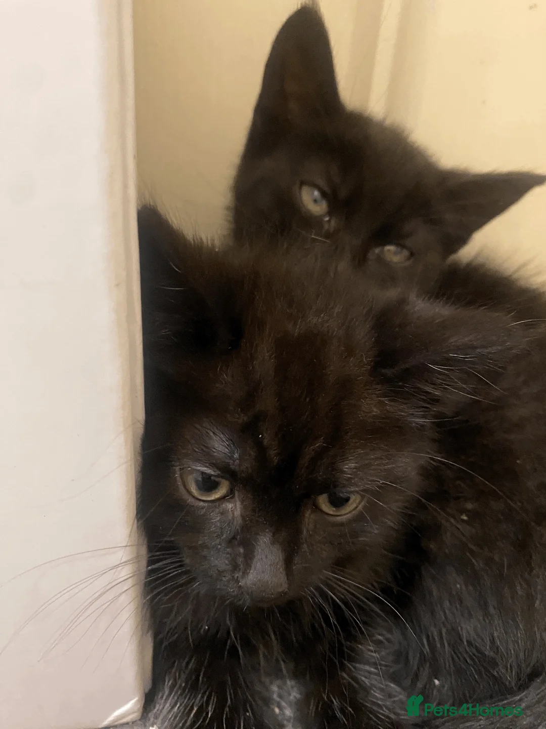 Mixed Breed cats for sale: 3  little black balls of fur - Advert 11